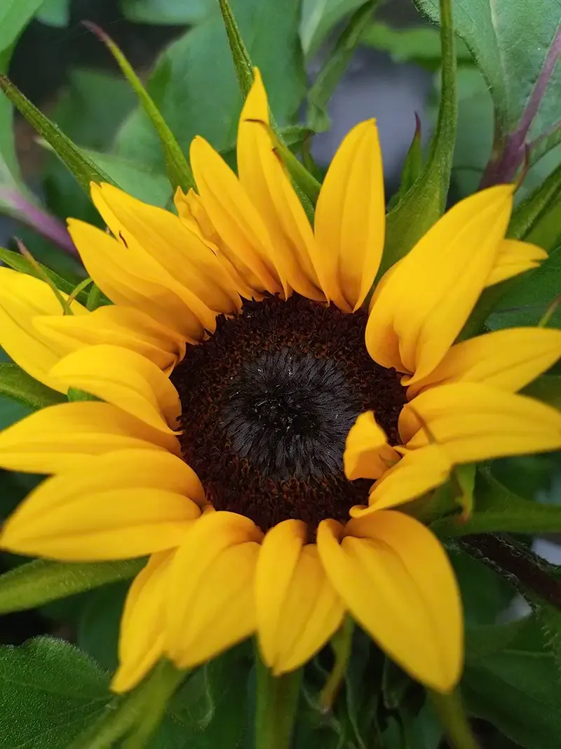 Helianthus